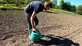 Посадка огурцов без лишних хлопот. Отличный урожай до поздней осени