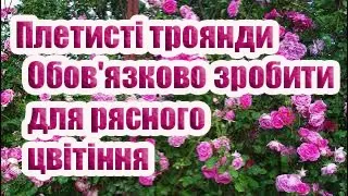 Плетисті троянди навесні. Особливості підв'язки для посилення цвітіння