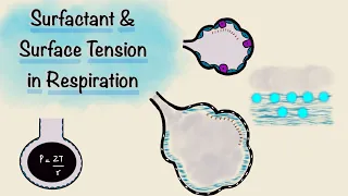 Surfactant and Surface Tension in Respiration | Breathing Mechanics | Respiratory Physiology