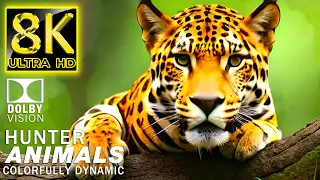 HUNTER ANIMALS 8k Video Ultra HD - Relaxing Music with Nature Animals (Colorfully Dynamic)