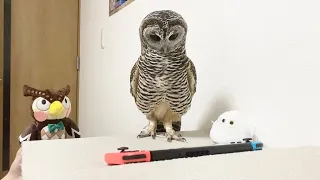 動画に夢中なフクロウさん、後ろのぬいぐるみに気づいているかな？