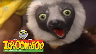 Zoboomafoo with the Kratt Brothers! HUMANS | Full Episodes Compilation