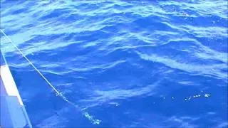 Fighting a bigeye tuna