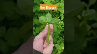 Wie erkenne ich Giersch? (Aegopodium podagraria) - essbare Wildpflanzen