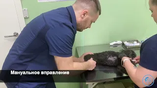 Вывих тазобедренного сустава у собаки