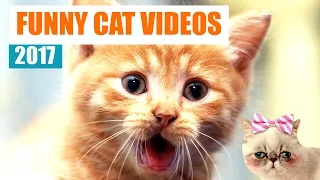 Funny Cats Compilation 2017 | HYPNOCATS