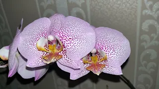 Обзор постоянно цветущей орхидеи Formation