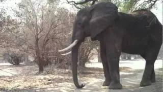 Having a Moment with JD, Gentle Large Elephant Bull- Mana Pools, Zimbabwe, Africa