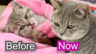 How street kitten grew and changed - First bath and help in our life / compilation