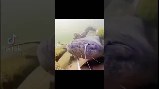 Insane Big Cat Fish