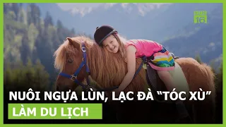 Nuôi ngựa lùn và lạc đà "tóc xù" làm du lịch | VTC16