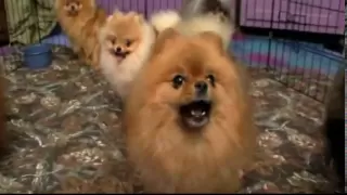 Dogs 101: Pomeranian