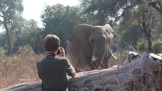 Elephant Encounter in Mana Pools National Park