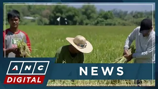 NFA Council sets new buying price for palay to boost farmers’ income, ensure supply | ANC