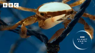 This hitchhiking crab is looking for love | Planet Earth III - BBC