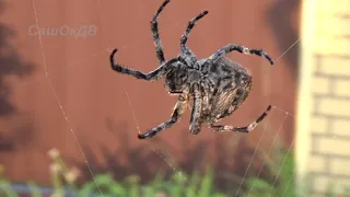 Как паук плетёт паутину... Spider and web...