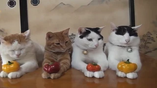 Funny Cats Compilation 2015 ✔