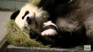 Giant Panda Cubs, 5 weeks old