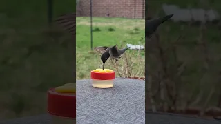 Hummingbird drinking water