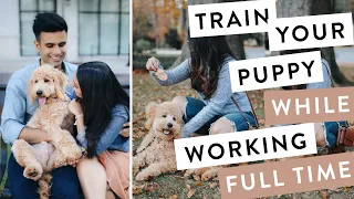 How to Train a Puppy While Working Full Time -  QUICK Training Mini Goldendoodle F1B
