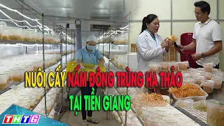 Nuôi cấy nấm đông trùng hạ thảo tại Gò Công Tây Tiền Giang