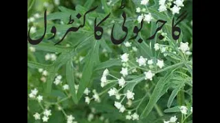 Parthenium Weed (Gajar Boti) Control