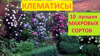 ТОП 10  ЛУЧШИХ  МАХРОВЫХ  КЛЕМАТИСОВ.     ОБЯЗАТЕЛЬНО ПОСАДИТЕ В СВОЕМ  САДУ !!!