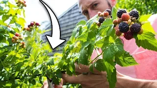 How to Prune Raspberries for BIGGER Harvests!