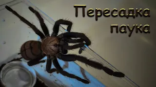 Пересадка  паука птицееда Chilobrachys fimbriatus