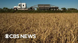 As climate change hurts crops, scientists explore new foods