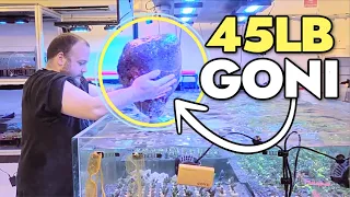 Aquatic BLISS Inside One Of Australia's Best Reef Shops