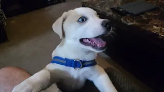 Puppy Sneak Attacks His Toy