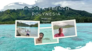 Swimming with sharks and stingrays in Moorea, French Polynesia (World Cruise Stop 8)