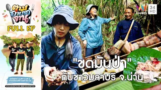 'ขุดมันป่า' กับชาวมลาบริ อ.บ่อเกลือ จ.น่าน | ตามอำเภอจาน | 17 ก.พ.67 Full EP