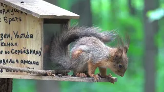 Бельчонок, который пытается выжить / The squirrel who is trying to survive