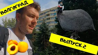 Волгоград - MICE VLOG #2