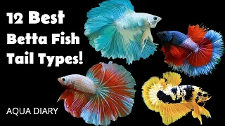 Different Types Of Betta Fish Tails