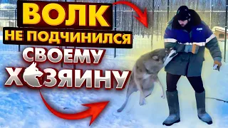 Якутский Волк остался непобежденным. Что будет дальше?? Брачный сезон открыт!