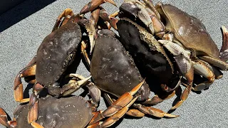 2023 Dungeness Crab Season {Catch Clean Cook}