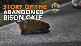 Story of the Abandoned Bison Calf - 2.7M Views, 112K Likes - Yellowstone National Park