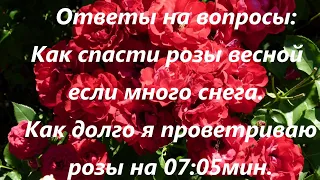 Ответы на вопросы:Как спасти розы весной ,если много снега.Как долго я проветриваю розы на 07:05мин.