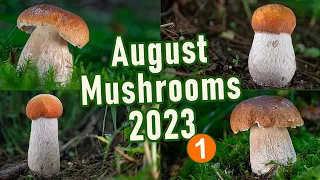 Mushroom Hunting - August 2nd and 8th 2023 - Cep | Boletus edulis | Scaber stalk | Leccinum | Fungi