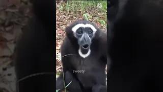 monkey sings song waka waka😂🤣🤣