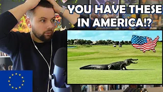 European Reacts to Top 10 Most Dangerous Animals in the USA (IM SCARED!)