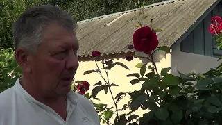 Селекція   троянд Selection of roses