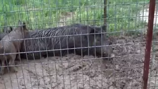 Wild Boar Hunting Texas Part 3: Hogs Trapped!
