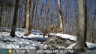 Our Backyard Animals Trail Camera Videos  - 3 Different coyotes during the day, crows and bluejays