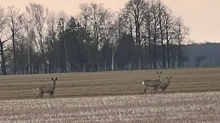 Ieškau ragų ! Pirmas sezonas