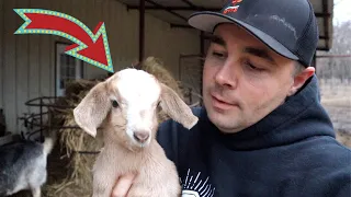 Baby Goats Are Here! Birth Caught on VIDEO!