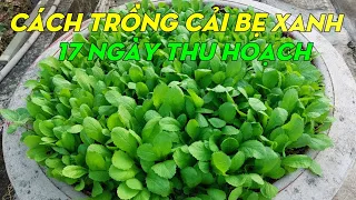 Cách trồng cải bẹ xanh ăn non trong chậu | Phan Đức #200